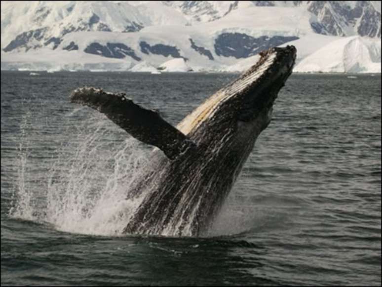 Especialistas dizem que a baleia-de-minke e a jubarte costumam passar pelo Mar do Japão em sua rota migratória nesta época do ano
