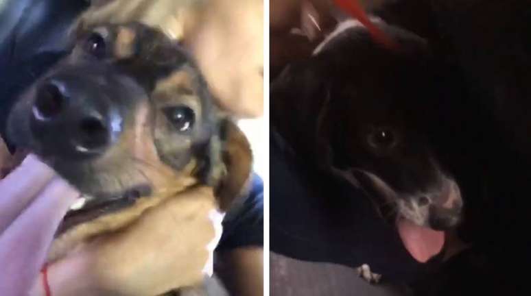 C&atilde;es resgatados por Anitta e Luisa Mell.