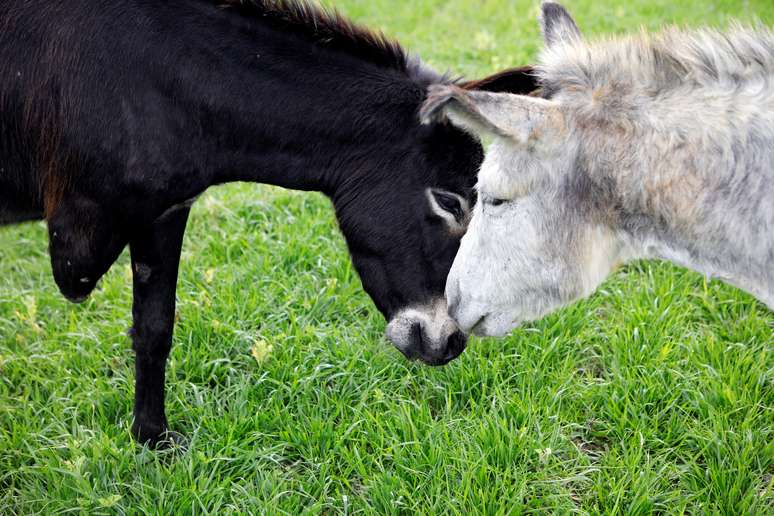 Burros Gili e Miri em santuário de resgate e educação de animais em Israel
07/03/2019
REUTERS/Nir Elias