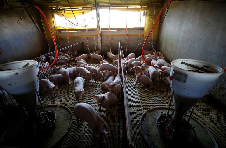 Criação de porcos em Carambei (MG)
06/09/2018
REUTERS/Rodolfo Buhrer
