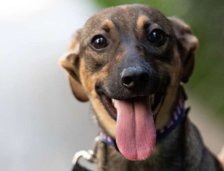 Shoppings de São Paulo promovem feira de adoção de cães e gatos.