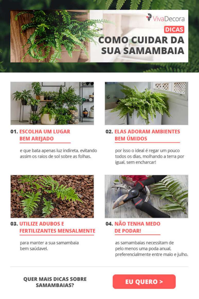 Infogr&aacute;fico &ndash; Samambaia