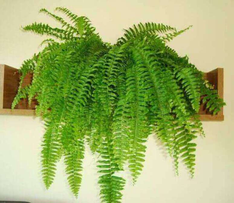 27- As prateleiras s&atilde;o ideais como suporte para samambaia. Fonte: Our House Plants