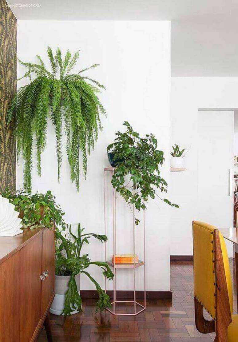 50- A planta samambaia decora a parede com elegância e estilo. Fonte: Histórias de casa