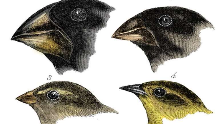 Darwin notou uma variação do bico enquanto observava diferentes espécies de pássaros em Galápagos
