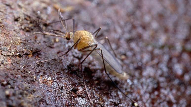 Mosquitos em túneis de diferentes linhas no metrô de Londres são geneticamente diversos