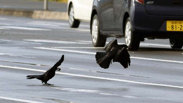 Os corvos de Sendai, no Japão, aprenderam a colocar nozes em frente aos carros para que os pneus quebrem as cascas
