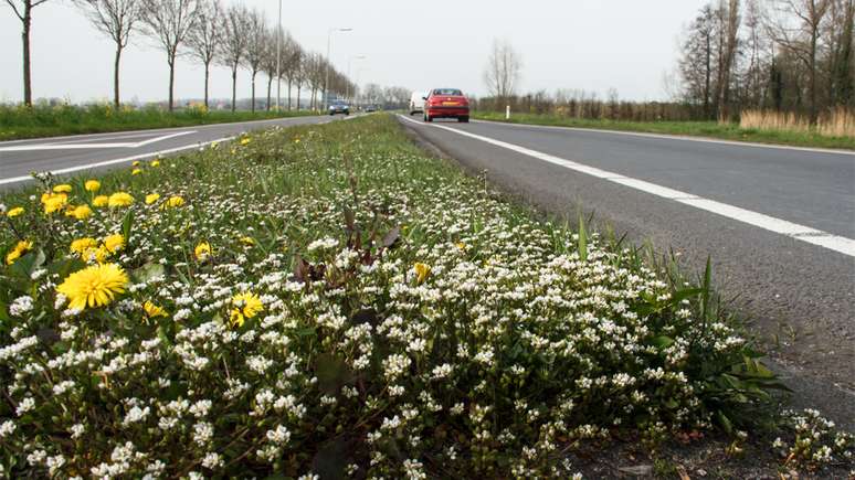 Cochlearia danica agora cresce nos canteiros entre as entradas europeias