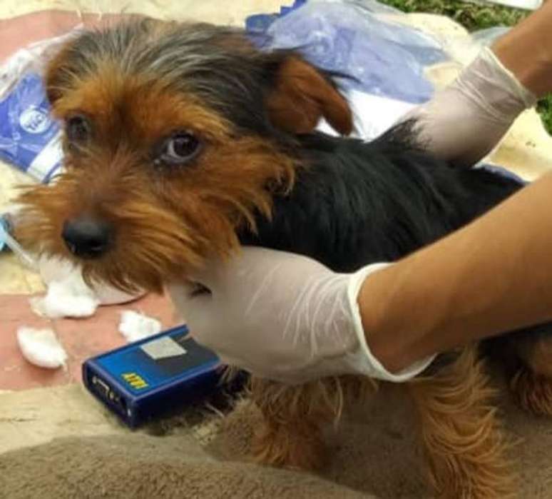 Em ação conjunta, Secretaria de Meio Ambiente e Polícia Civil de Curitiba resgatam mais de 43 cachorros em canil clandestino