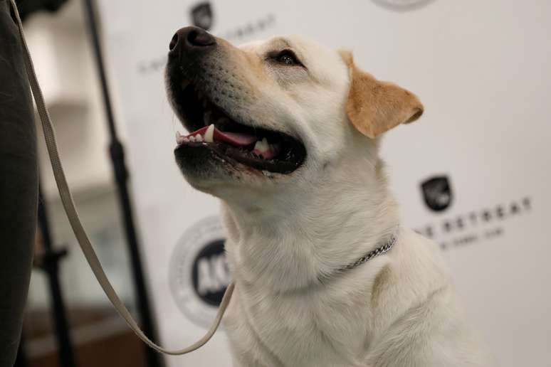 Um labrador retriever, ra&ccedil;a eleita como a mais popular dos Estados Unidos pelo American Kennel Club (AKC), em Nova York, nos EUA
21/03/2017
REUTERS/Mike Segar 