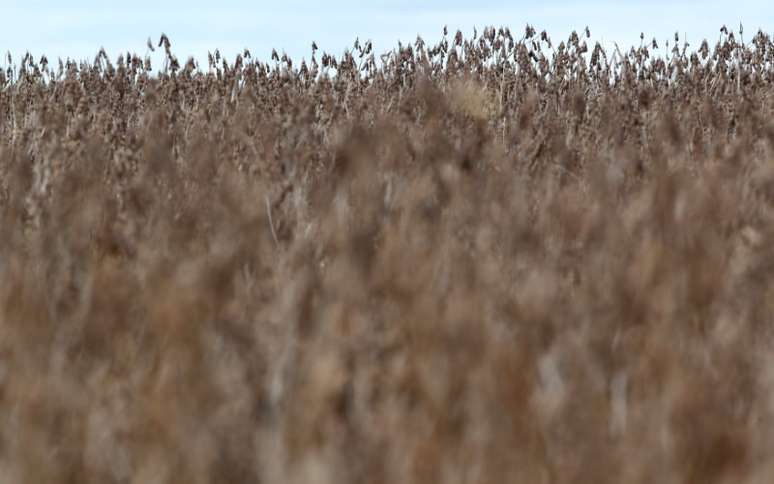 Plantação de soja no Mato Grosso
07/02/2013
REUTERS/Paulo Whitaker