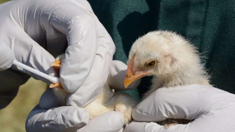 A gripe aviária pode ser letal para os seres humanos