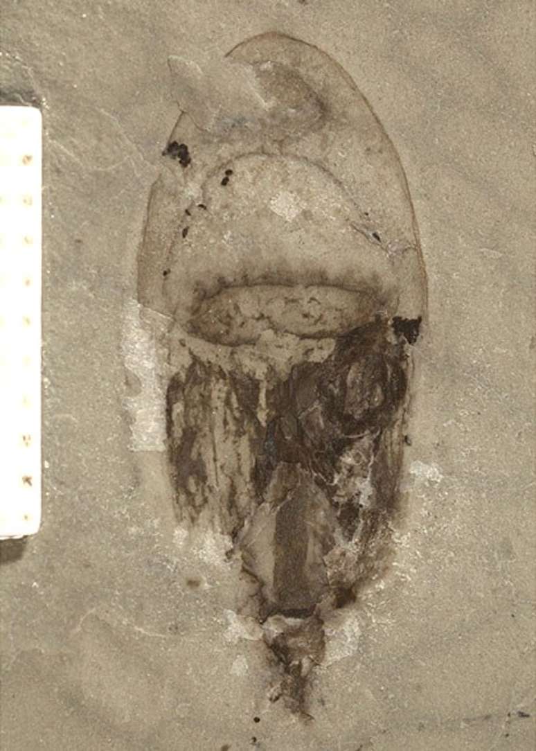 Fósseis de espécies de corpo mole, como a água-viva, são extremamente raros