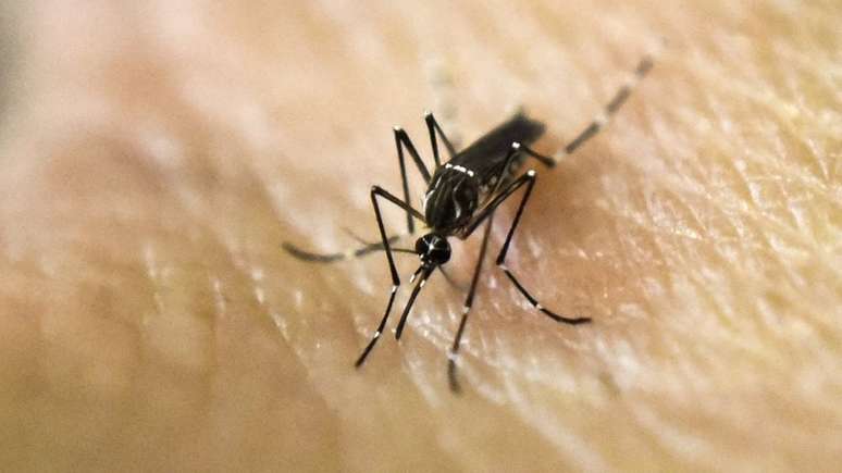 O Aedes aegypti é o mosquito transmissor da zika e da febre amarela