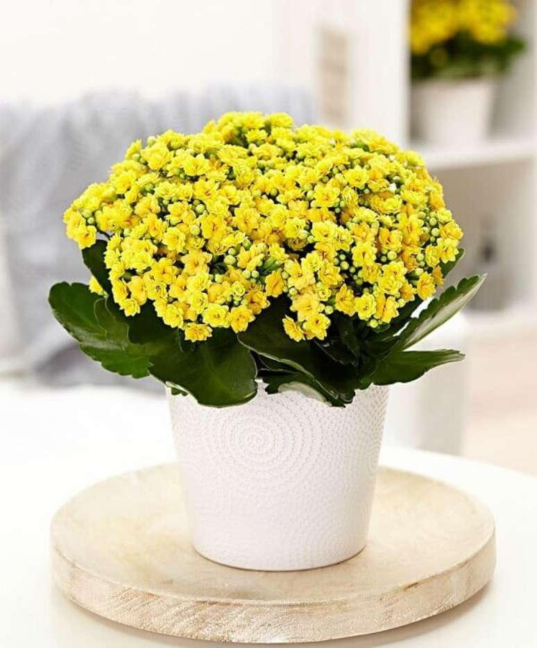 10- A flor Kalanchoe amarela em vaso branco tem folhas verdes brilhantes e largas. Fonte: Bakker