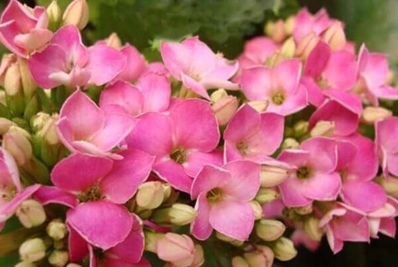 3- A flor Kalanchoe é rústica e precisa de solo adequado com boa drenagem. Fonte: Flores y Plantas