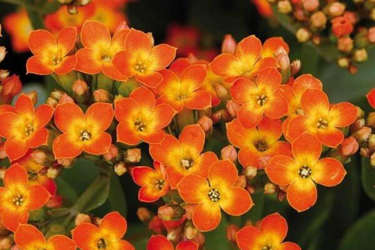 14- A planta Kalanchoe &eacute; uma suculenta muito f&aacute;cil de cultivar. Fonte: Revista Natureza