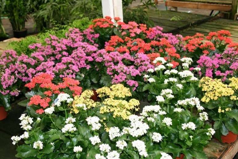 7- No jardim, os vários vasos de Kalanchoe coloridos enfeitam o deck. Fonte: Pátio das Flores