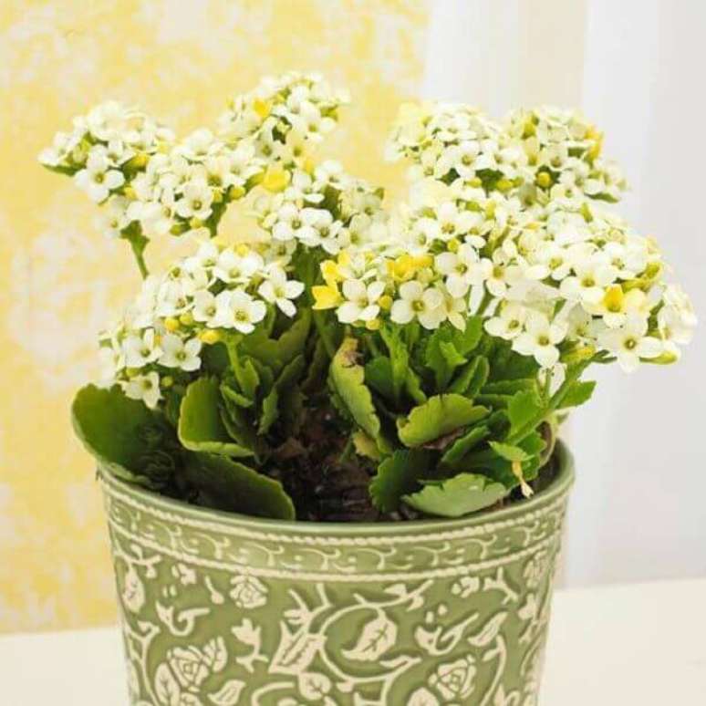 17- As pequenas flores agrupadas da Kalanchoe formam buquês. Fonte: Pinterest