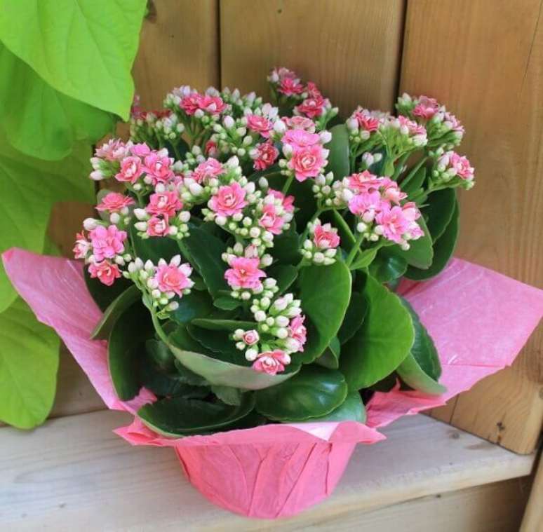 20- O vaso com Kalanchoe na cor rosa foi embalada em papel no mesmo tom das flores. Fonte: Planta Sonya