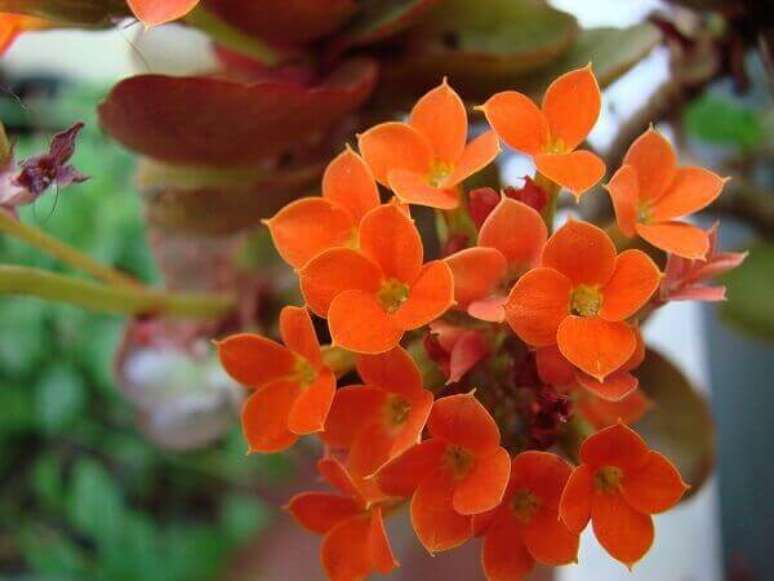 23- As folhas da Kalanchoe s&atilde;o verdes e brilhantes. Fonte: Five Prime