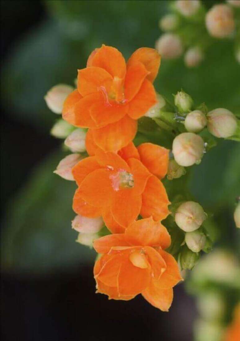 5- As pequenas flores agrupadas em buquês da mini Kalanchoe tem um grande apelo decorativo. Fonte: UmComo