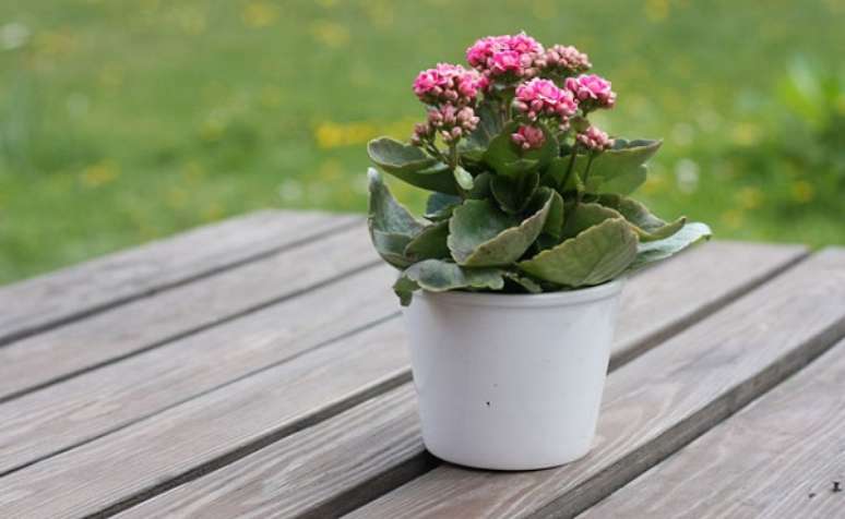 24- Antes de adquirir um vaso com Kalanchoe, observe se as folhas não apresentam manchas. Fonte: Planta Sonya