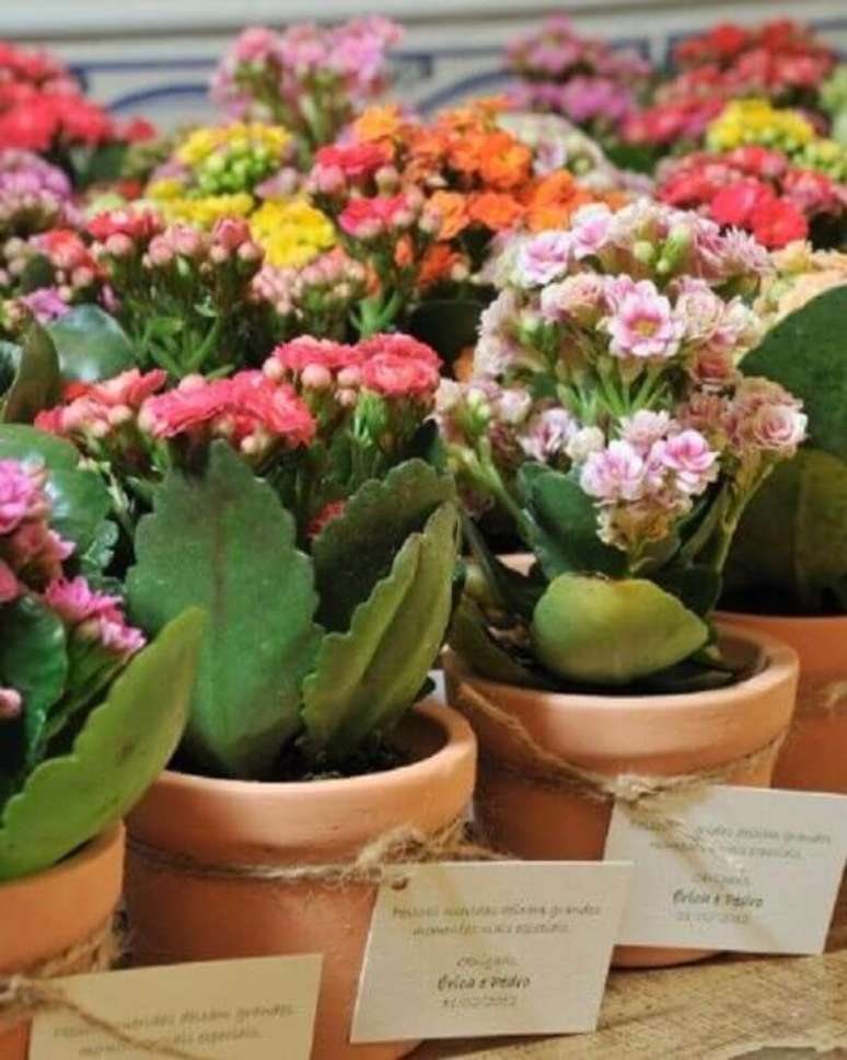 2- Como cuidar de Kalanchoe é muito simples, cultive a flor em jardineiras nas janelas ou em vasos espalhados pela casa. Fonte: Pinterest