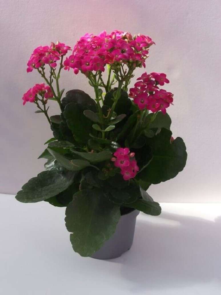 27- A plantas Kalanchoe adulta pode alcançar até 30cm de altura. Fonte: Pinterest