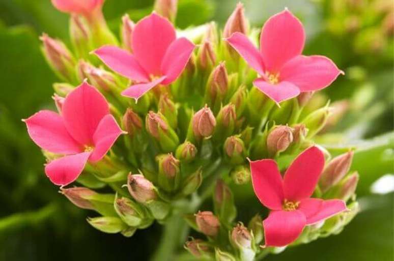 29- A flor Kalanchoe é plantada no jardim para formar maciços e bordaduras de canteiros. Fonte: Hablemos de Flores