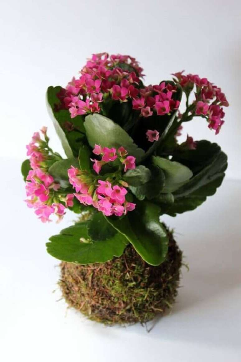 Kalanchoe: Cultive a Belíssima Flor da Fortuna na Sua Casa