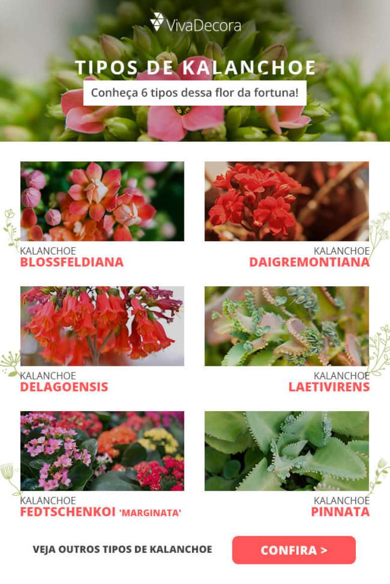 Infogr&aacute;fico &ndash; Kalanchoe