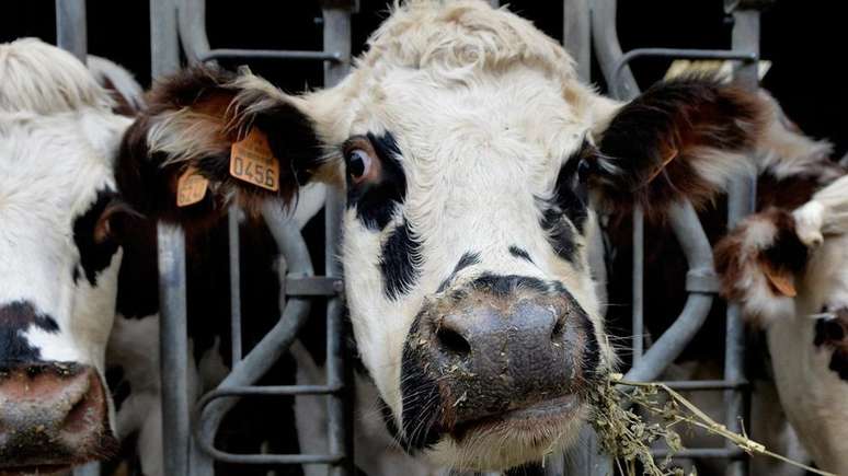 Vacas leiteiras mastigam a alfafa no noroeste da França, uma parte do mundo onde as pessoas se adaptaram a beber leite há cerca de 3 mil anos