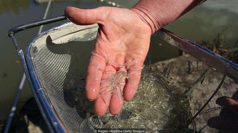 A prática do 'odorigui' envolve, na maioria das vezes, o consumo de pequenos peixes vivos