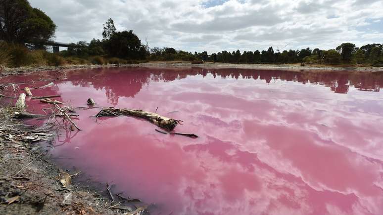 Nestas condi&ccedil;&otilde;es, as algas do lago produzem um pigmento vermelho chamado betacaroteno