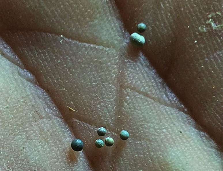 Tectitos permitem estimar que o impacto ocorreu h&aacute; 65,76 milh&otilde;es de anos