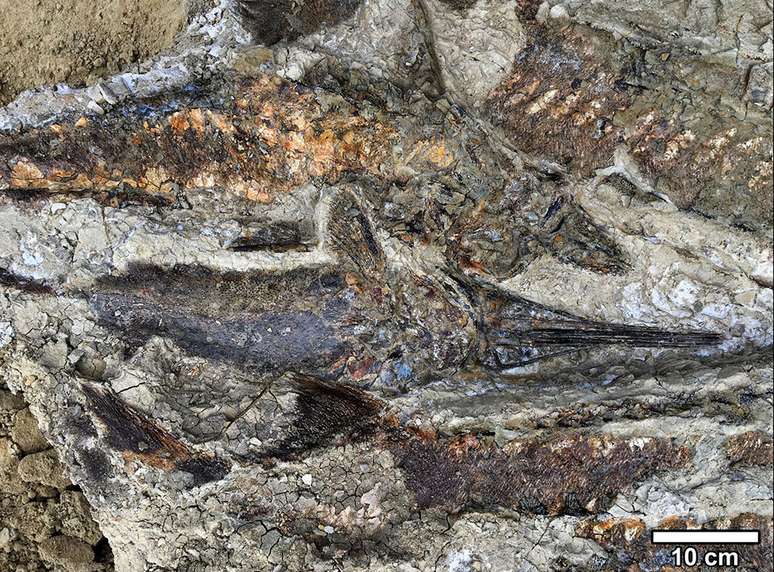 Os peixes fossilizados ficaram uns sobre os outros quando foram jogados em terra pelo seicha
