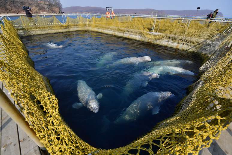 Locais em que as belugas estão sendo mantidas colocam saúde dos animais em risco