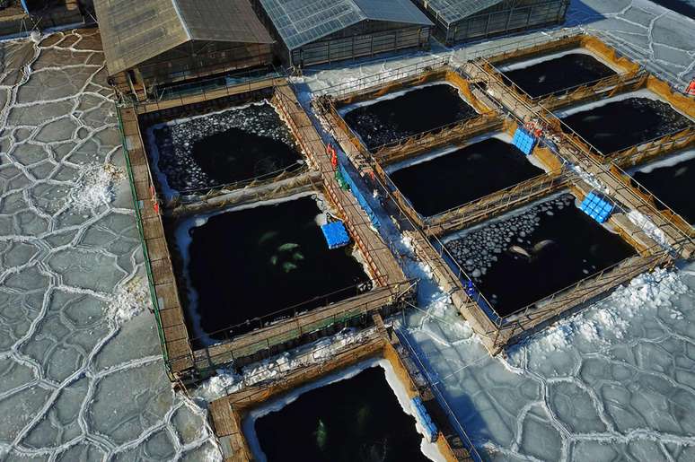 Imagens aéreas mostram pedaços de gelo nos tanques, o que provavelmente está dificultando que baleias consigam se manter aquecidas
