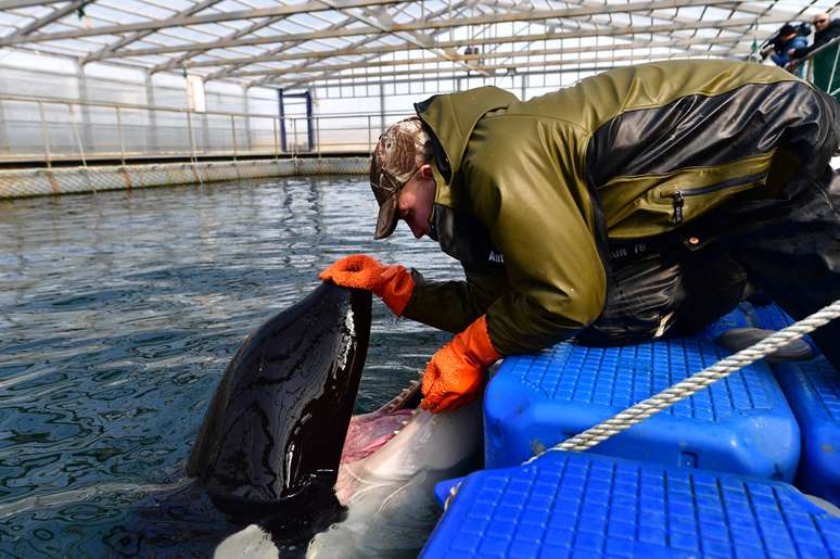 Cuidador examina orca na região da baía de Srednyaya