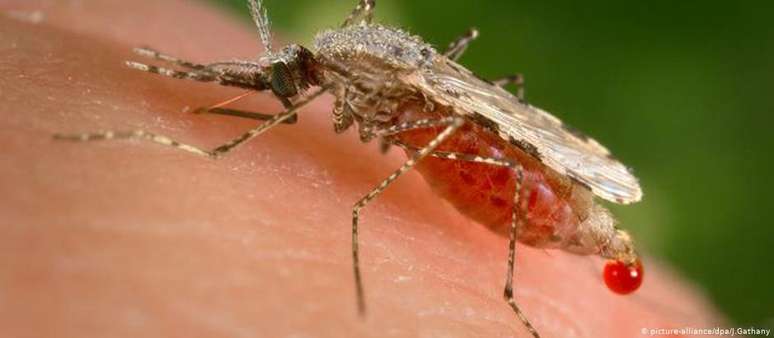 O anopheles é o mosquito transmissor da malária