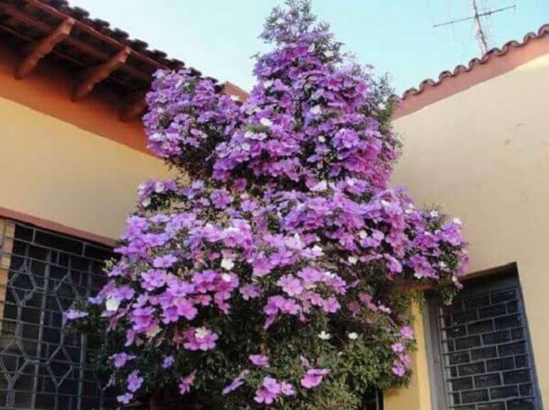 17- A árvore Manacá da Serra pode ser cultivada a pleno sol e em solo ligeiramente ácido. Fonte: Porto Ferreira Hoje