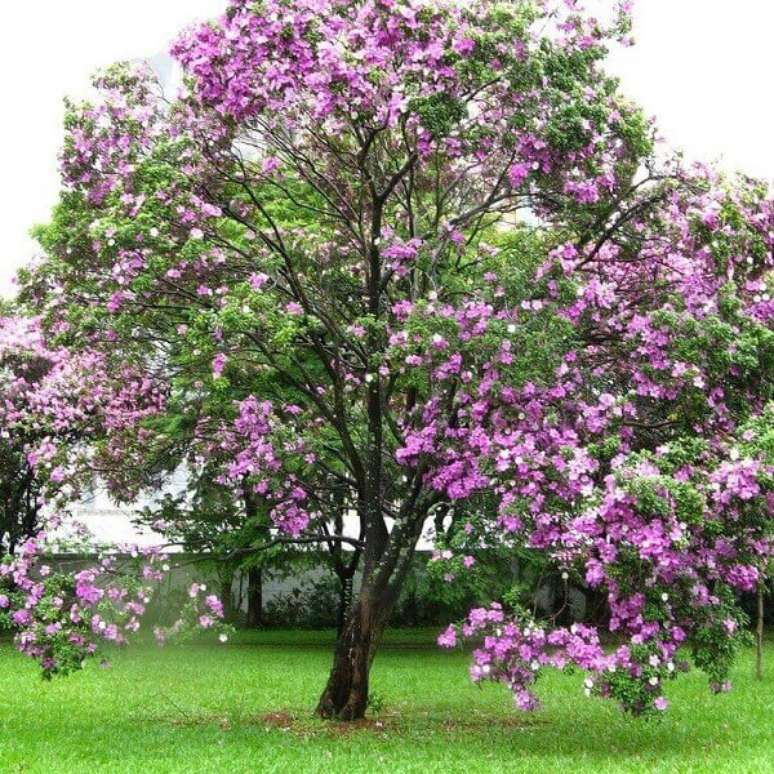 22- A árvore Manacá da Serra é ornamental e ideal para cultivo em parques e praças públicas. Fonte: Safari Garden