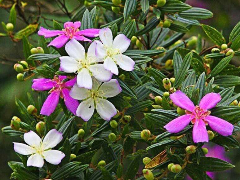 18- Os frutos do Manacá da Serra soltam grandes quantidades de sementes. Fonte: Minhas Plantas