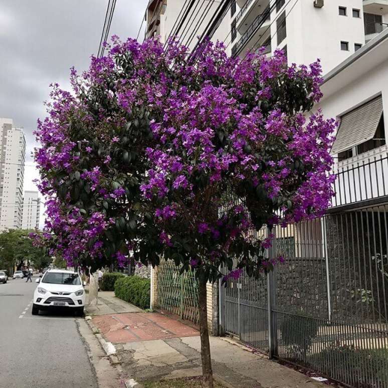 11- O Manacá da Serra pode ser plantado em calçadas, pois suas raízes não levantam o piso e a sua altura não atinge a fiação. Fonte: Mercado Livre