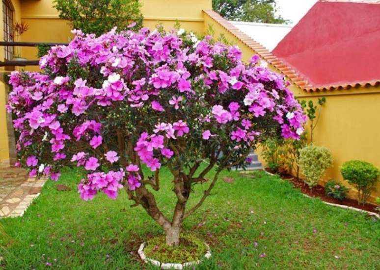 1- A planta Manacá da Serra é muito utilizada nos projetos de paisagismo por causa da sua floração. Fonte: Mercado Livre