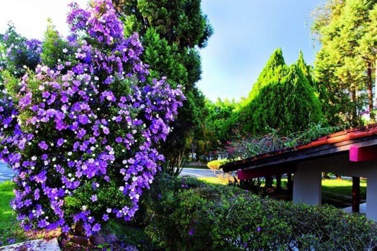 10- Nos jardins, o Manacá da Serra é a principal atração entre os meses de novembro a fevereiro por sua grande quantidade de flores. Fonte: Revista Natureza