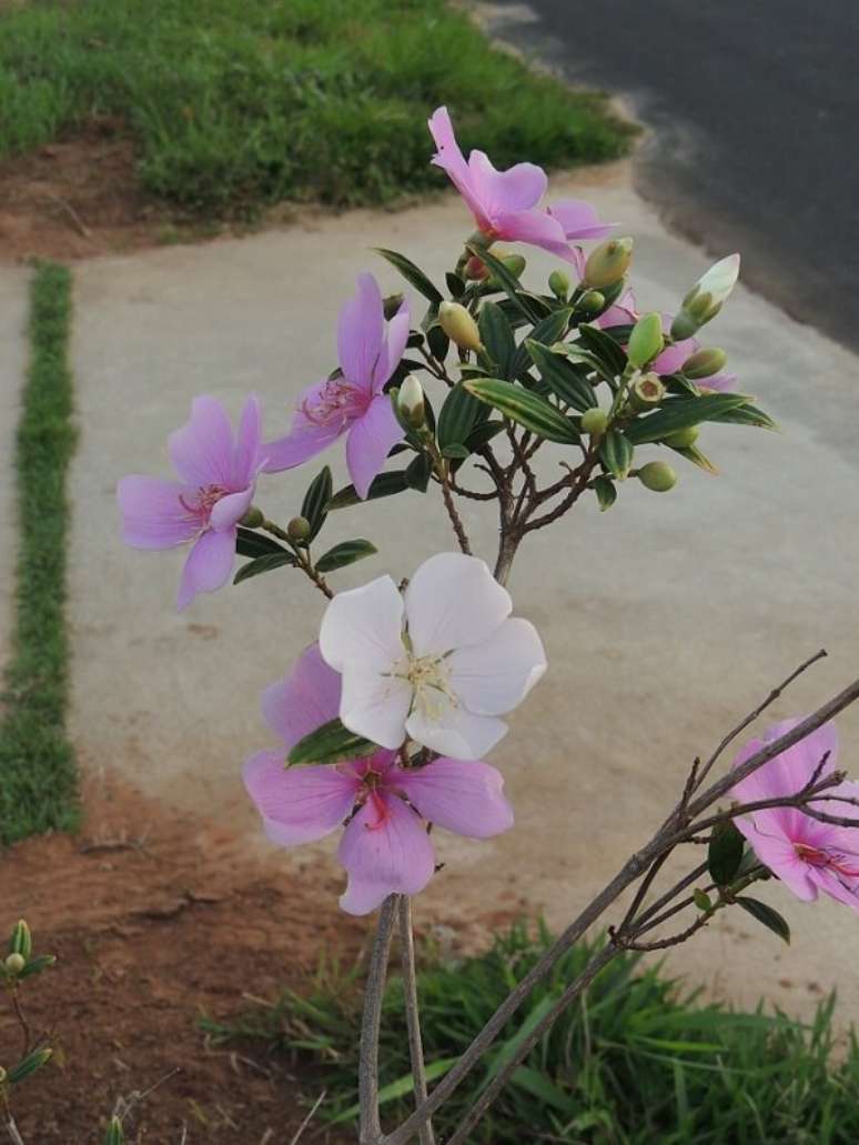 21- O Manacá da Serra tem flores com cores vibrantes e delicadas. Fonte: No Meio do Verde