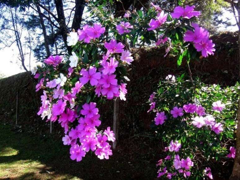 28- O Manacá da Serra é comum no litoral e nas áreas serranas. Fonte: Mondini Plantas