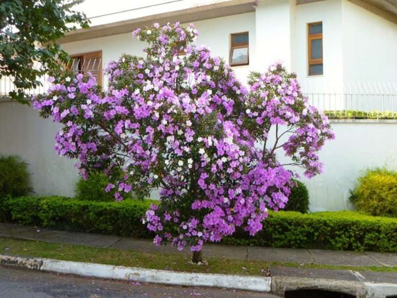 3- A árvore Manacá da serra anão pode ser plantada em calçadas ou vasos. Fonte: Nô Figueiredo